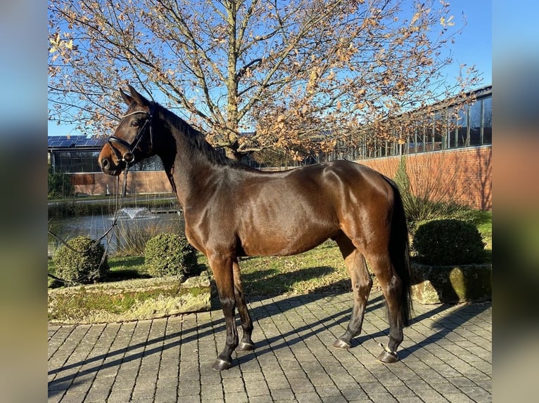 Koń oldenburski Wałach 5 lat 169 cm Gniada in Altenberge