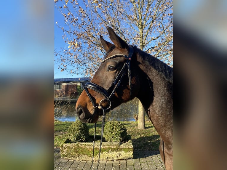 Koń oldenburski Wałach 5 lat 169 cm Gniada in Altenberge