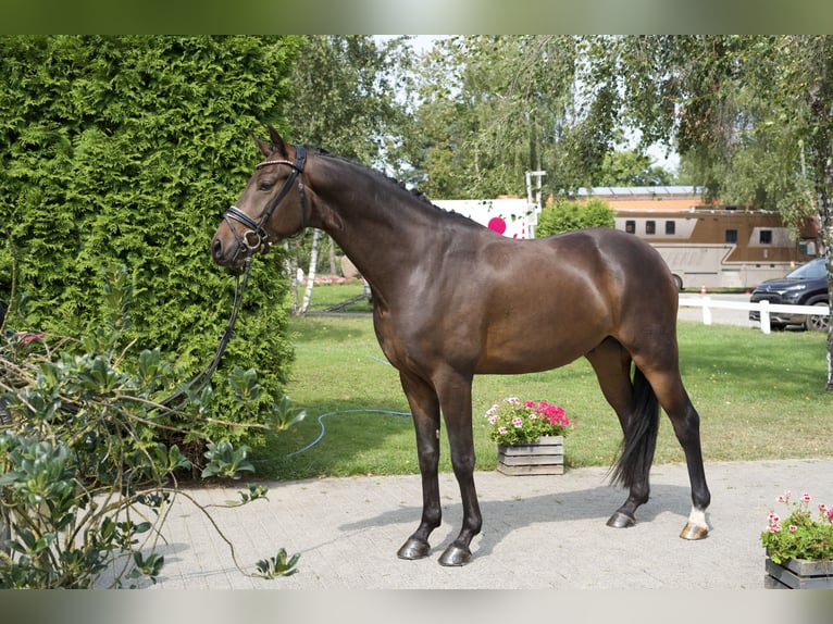 Koń oldenburski Wałach 5 lat 169 cm Gniada in Groß Kreutz