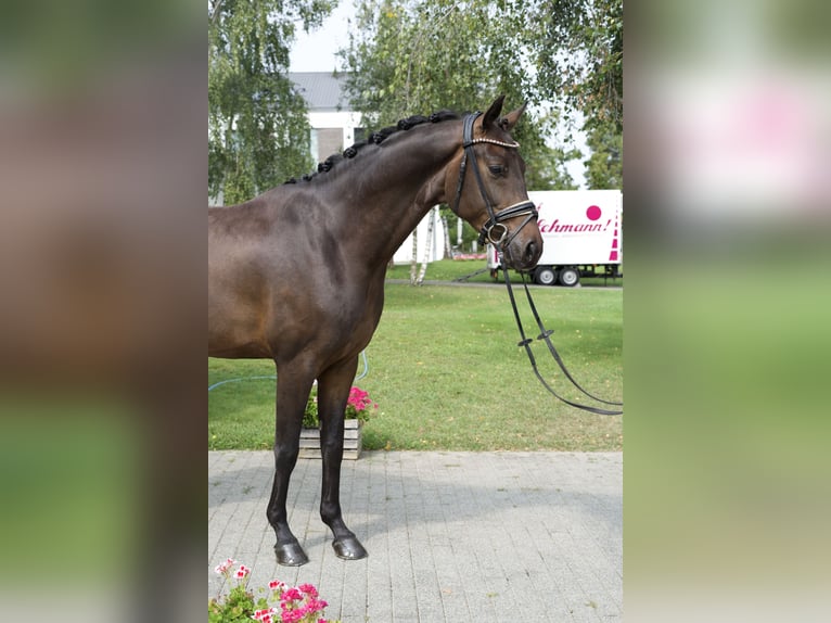 Koń oldenburski Wałach 5 lat 169 cm Gniada in Groß Kreutz