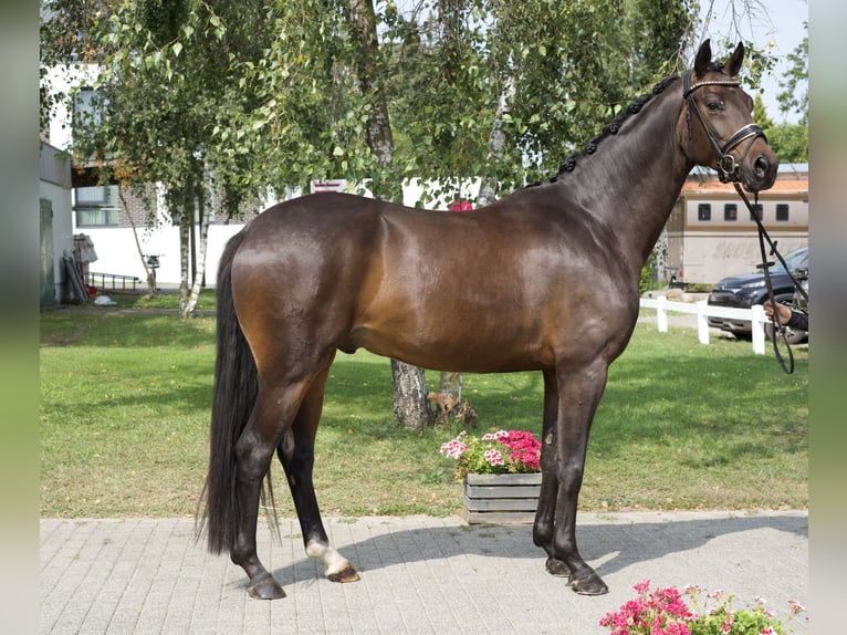 Koń oldenburski Wałach 5 lat 169 cm Gniada in Groß Kreutz