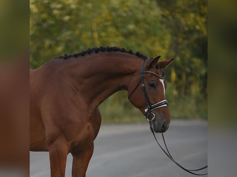 Koń oldenburski Wałach 5 lat 169 cm Gniada in Snina