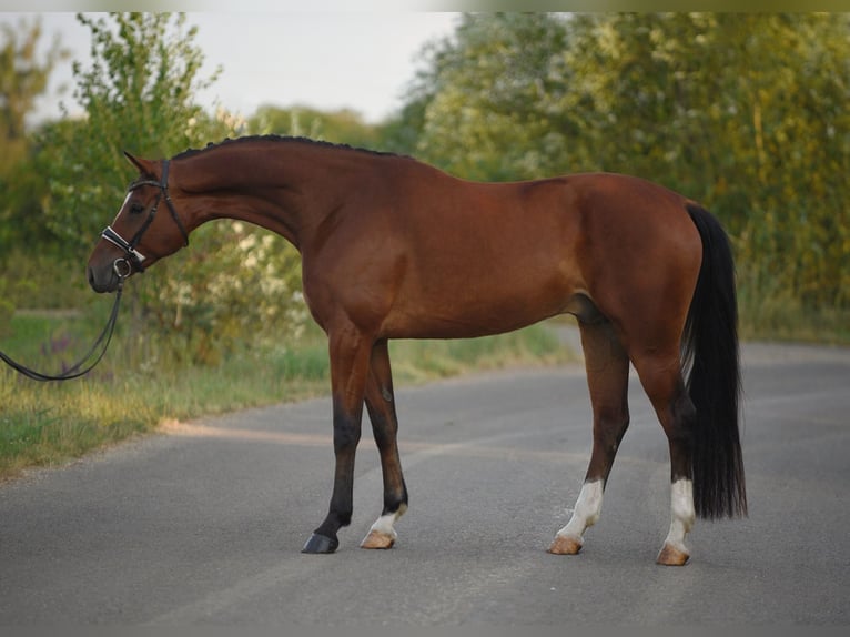 Koń oldenburski Wałach 5 lat 169 cm Gniada in Snina