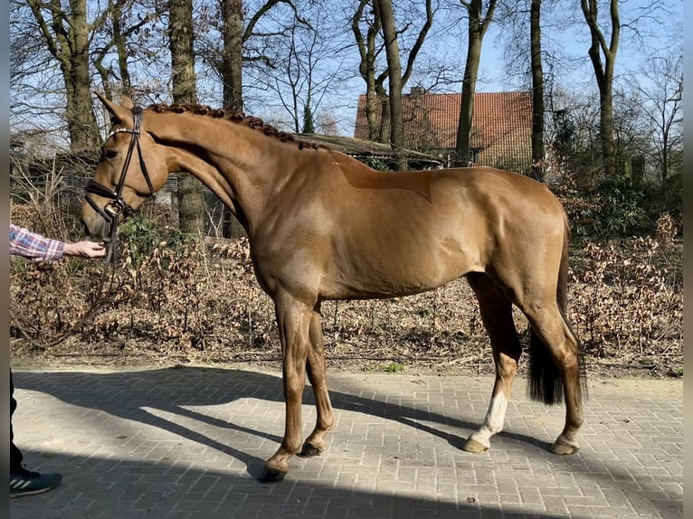 Koń oldenburski Wałach 5 lat 169 cm Kasztanowata in Drantum