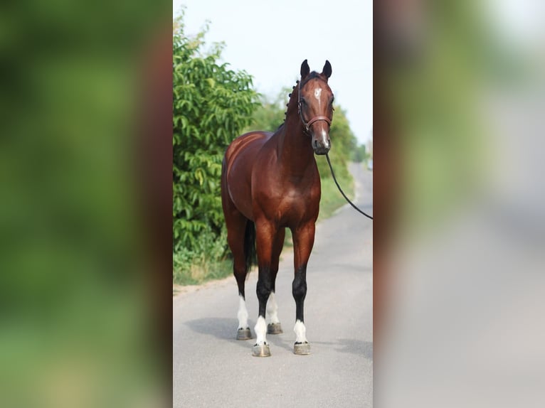 Koń oldenburski Wałach 5 lat 169 cm in Budapest