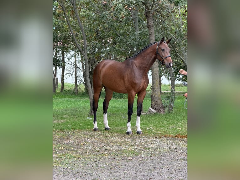 Koń oldenburski Wałach 5 lat 169 cm in Hódmezővásárhely