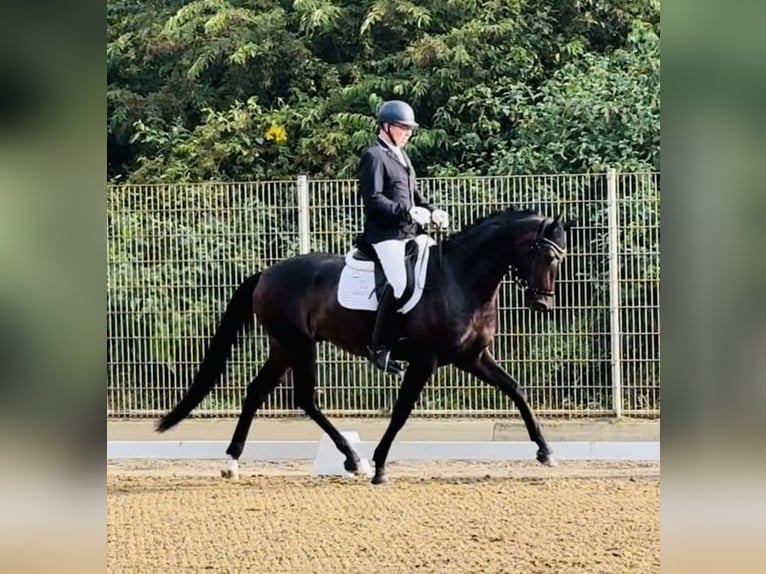 Koń oldenburski Wałach 5 lat 170 cm Ciemnogniada in Ubstadt-Weiher