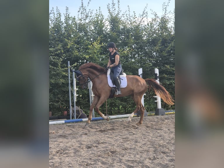 Koń oldenburski Wałach 5 lat 170 cm Cisawa in Ingolstadt