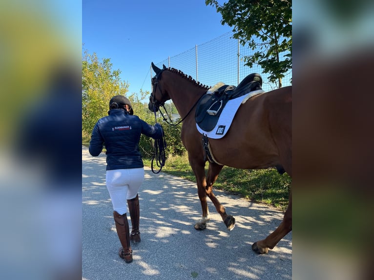 Koń oldenburski Wałach 5 lat 170 cm Cisawa in Ingolstadt