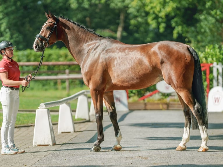 Koń oldenburski Wałach 5 lat 170 cm Gniada in Münster