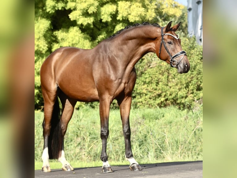 Koń oldenburski Wałach 5 lat 170 cm Gniada in Berne