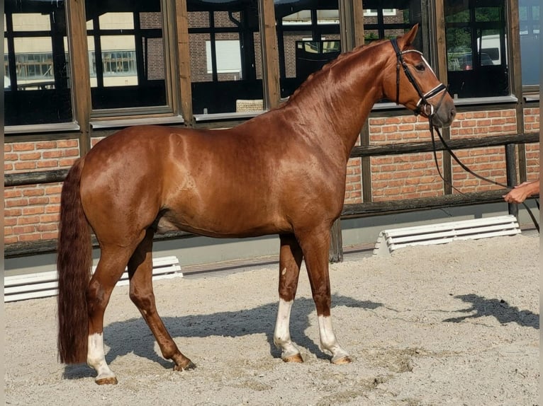 Koń oldenburski Wałach 5 lat 170 cm Kasztanowata in Heidesheim am Rhein