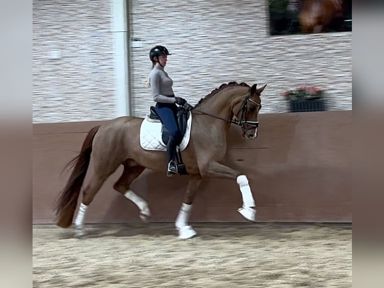 Koń oldenburski Wałach 5 lat 170 cm Kasztanowata in Wehringen