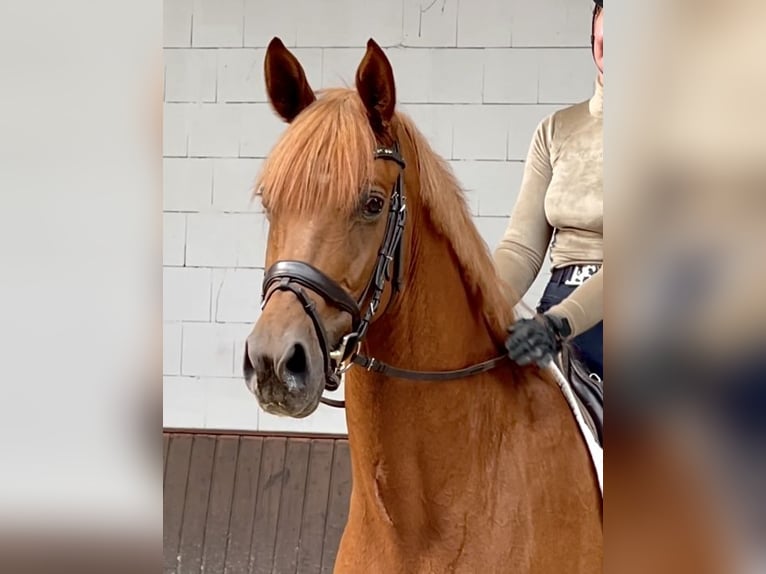 Koń oldenburski Wałach 5 lat 170 cm Kasztanowata in Lohne (Oldenburg)