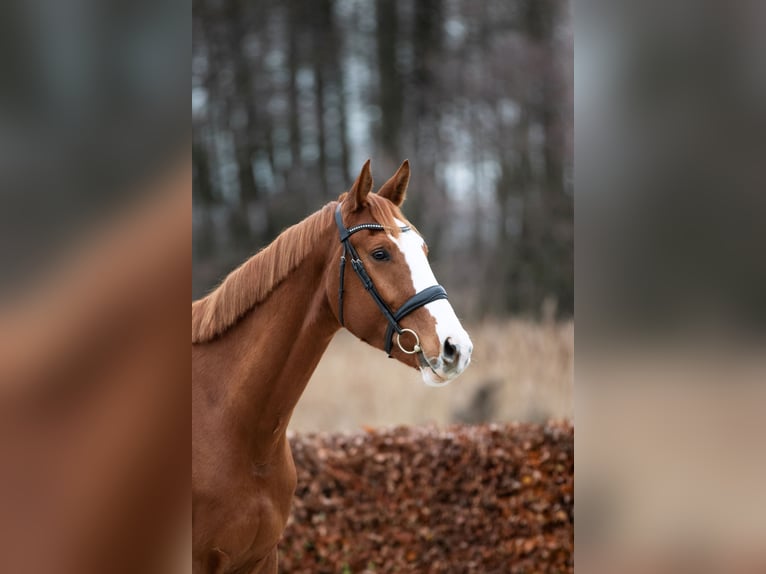 Koń oldenburski Wałach 5 lat 170 cm Kasztanowata in Zossen