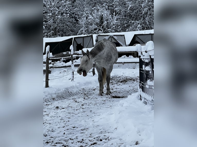 Koń oldenburski Wałach 5 lat 170 cm Siwa in Lörracho