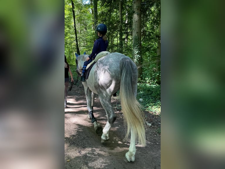 Koń oldenburski Wałach 5 lat 170 cm Siwa in Lörracho