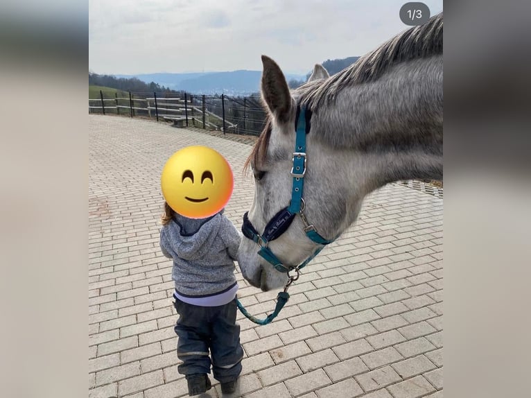 Koń oldenburski Wałach 5 lat 170 cm Siwa in Lörracho