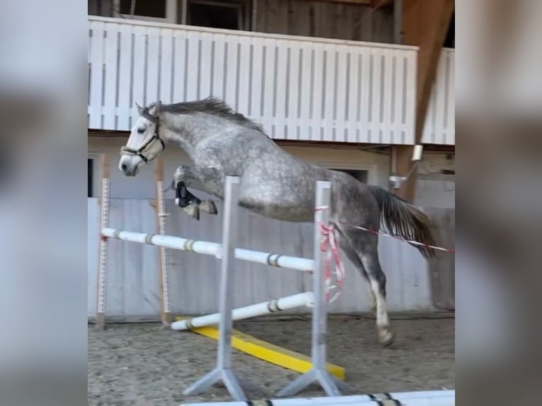 Koń oldenburski Wałach 5 lat 170 cm Siwa in Lörracho