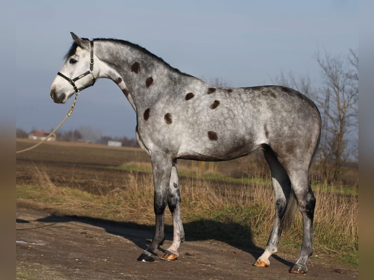 Koń oldenburski Wałach 5 lat 170 cm Siwa in Gyula