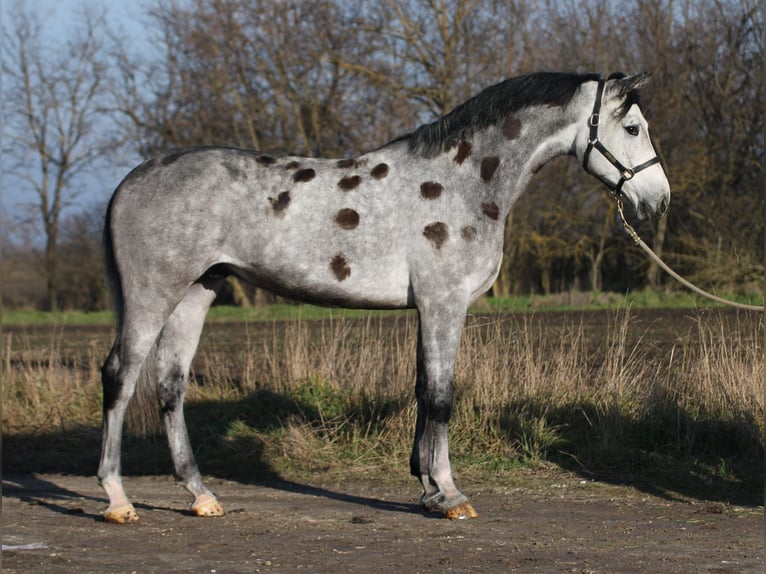 Koń oldenburski Wałach 5 lat 170 cm Siwa in Gyula