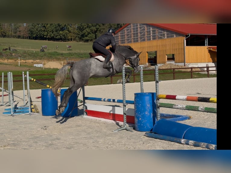 Koń oldenburski Wałach 5 lat 170 cm Siwa in Obrok, Tuhan, Liberecky kraj