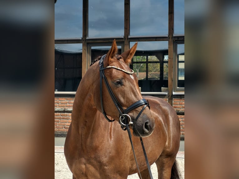 Koń oldenburski Wałach 5 lat 171 cm Ciemnokasztanowata in Heidesheim am Rhein