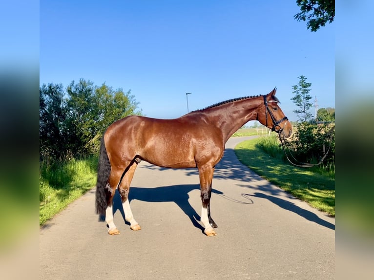 Koń oldenburski Wałach 5 lat 171 cm Gniada in Nordenham