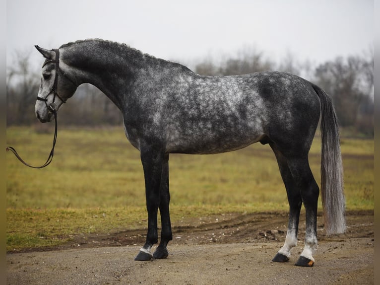 Koń oldenburski Wałach 5 lat 171 cm Siwa in Bekesszentandras