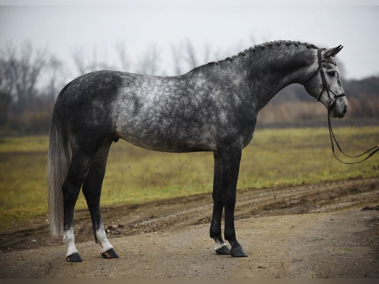 Koń oldenburski Wałach 5 lat 171 cm Siwa in Bekesszentandras