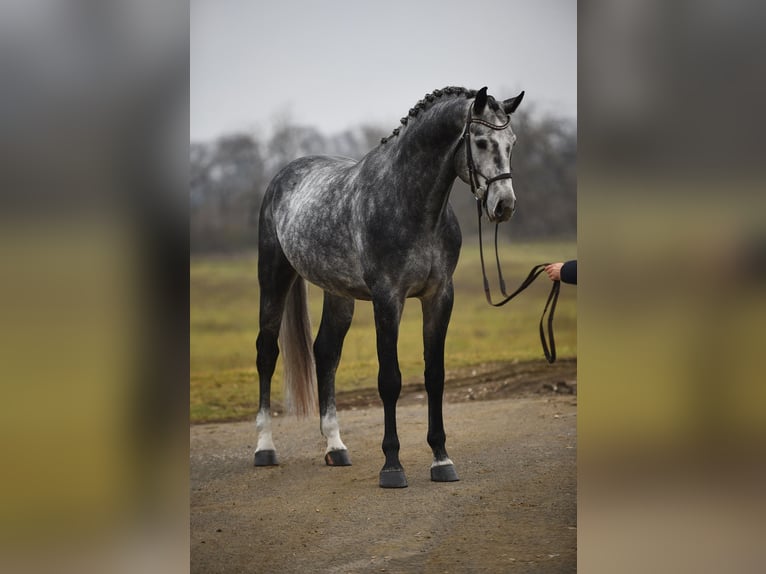 Koń oldenburski Wałach 5 lat 171 cm Siwa in Bekesszentandras