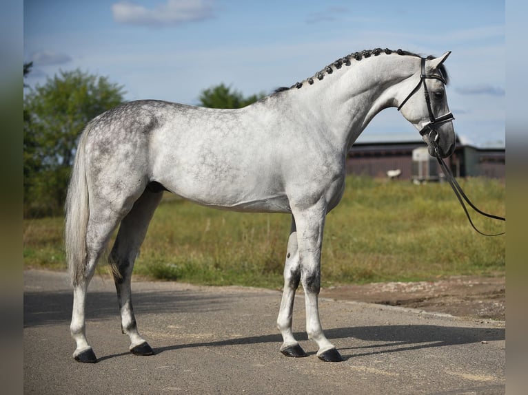 Koń oldenburski Wałach 5 lat 171 cm Siwa in Bekesszentandras