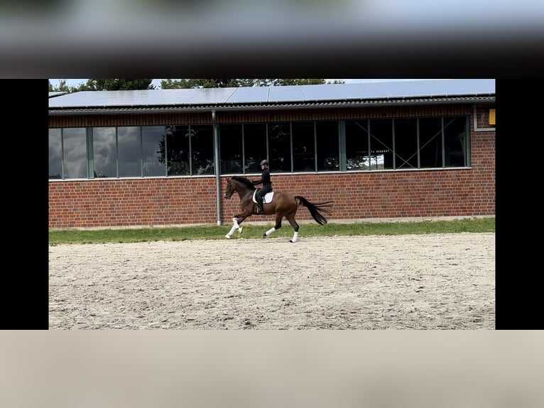 Koń oldenburski Wałach 5 lat 172 cm Gniada in Ibbenbüren