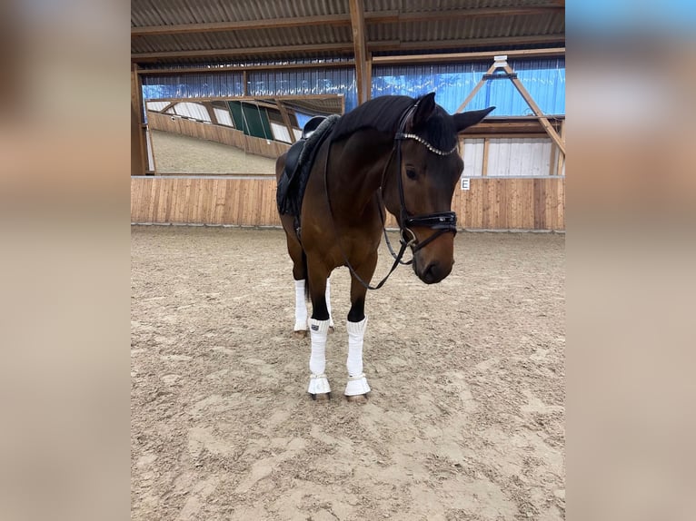 Koń oldenburski Wałach 5 lat 173 cm Gniada in GuxhagenGuxhagen