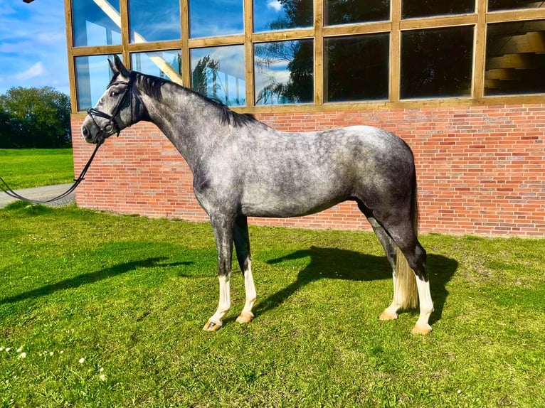 Koń oldenburski Wałach 5 lat 173 cm Siwa in Münster