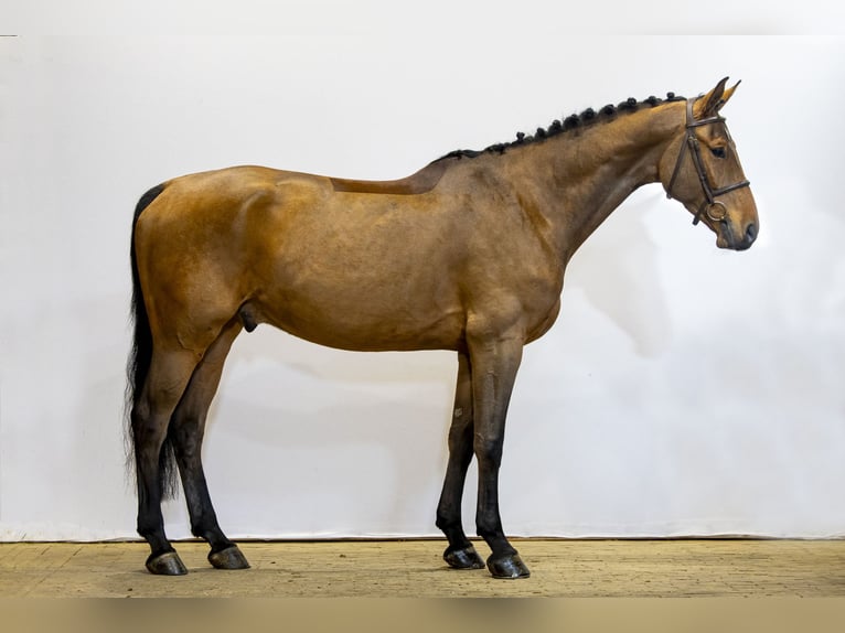 Koń oldenburski Wałach 5 lat 174 cm Gniada in Waddinxveen