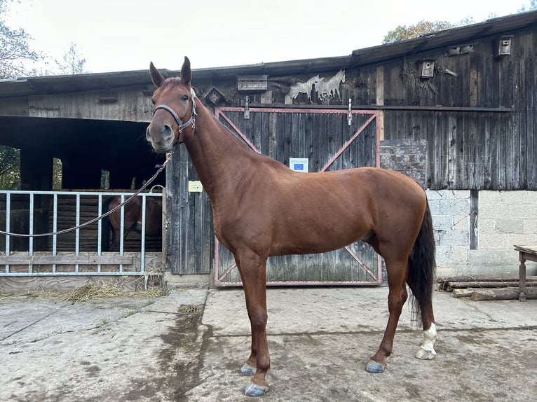 Koń oldenburski Wałach 5 lat 174 cm Kasztanowata in Lahr/Schwarzwald