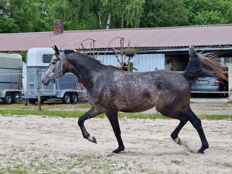 Koń oldenburski Wałach 5 lat 174 cm Siwa in Friesoythe