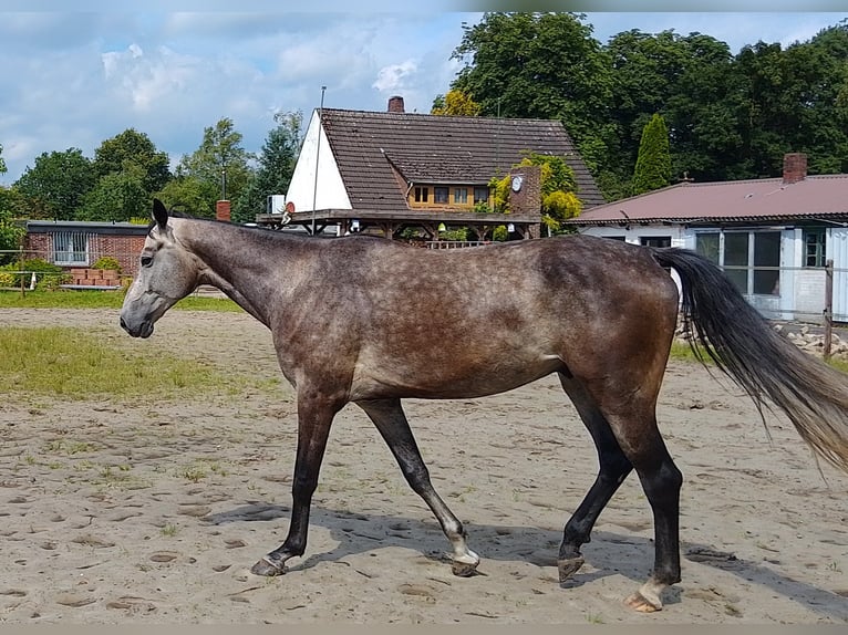 Koń oldenburski Wałach 5 lat 174 cm Siwa in Friesoythe