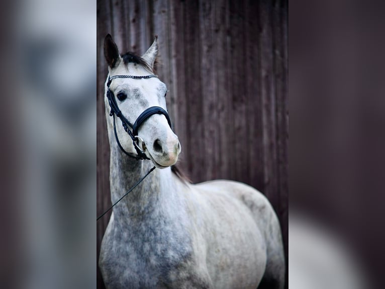 Koń oldenburski Wałach 5 lat 174 cm Siwa in Waldbrunn (Westerwald)