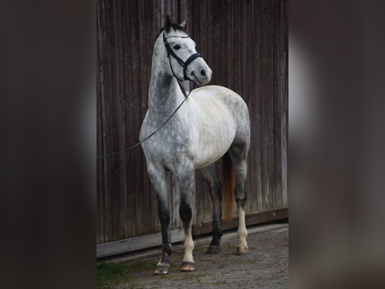 Koń oldenburski Wałach 5 lat 174 cm Siwa in Waldbrunn (Westerwald)