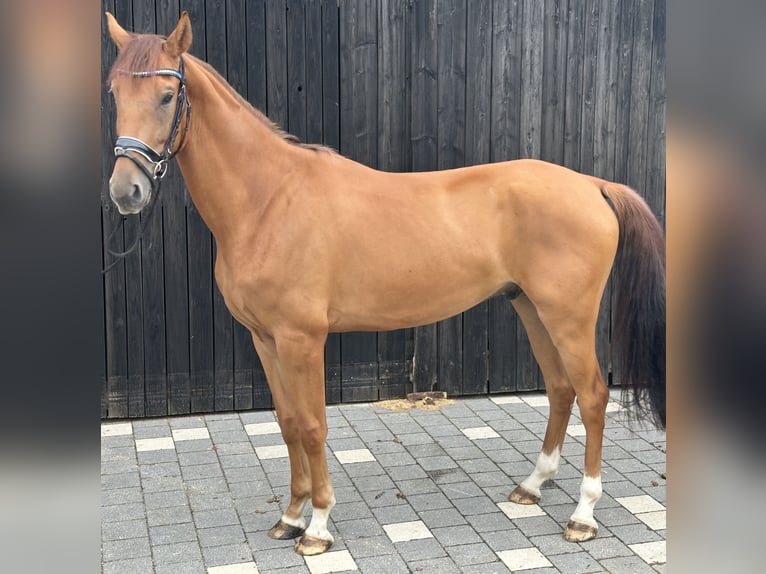 Koń oldenburski Wałach 5 lat 175 cm Kasztanowata in Bodenwöhr