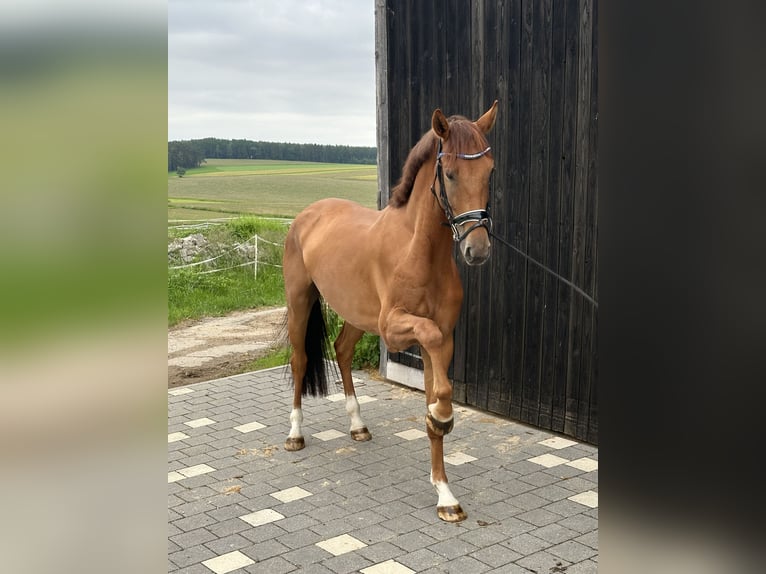 Koń oldenburski Wałach 5 lat 175 cm Kasztanowata in Bodenwöhr