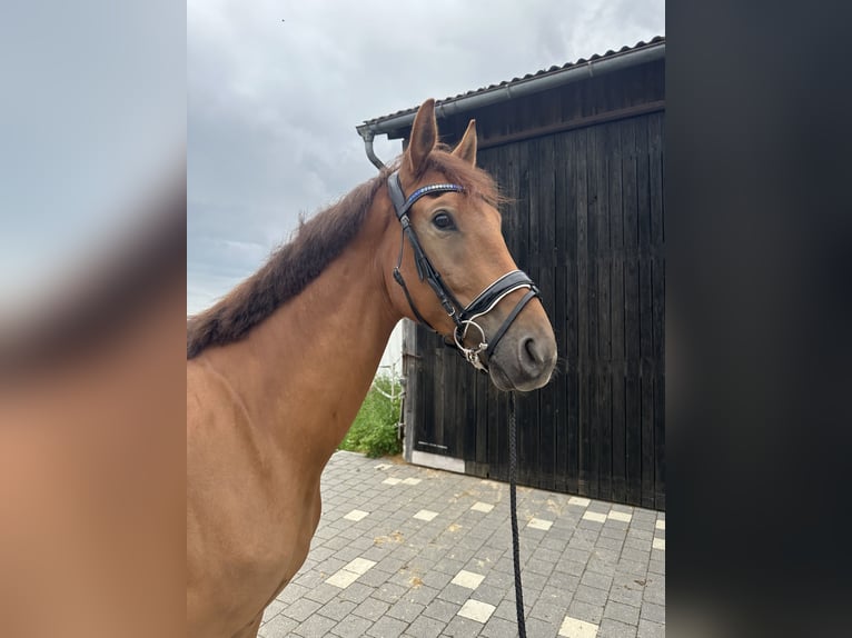 Koń oldenburski Wałach 5 lat 175 cm Kasztanowata in Bodenwöhr