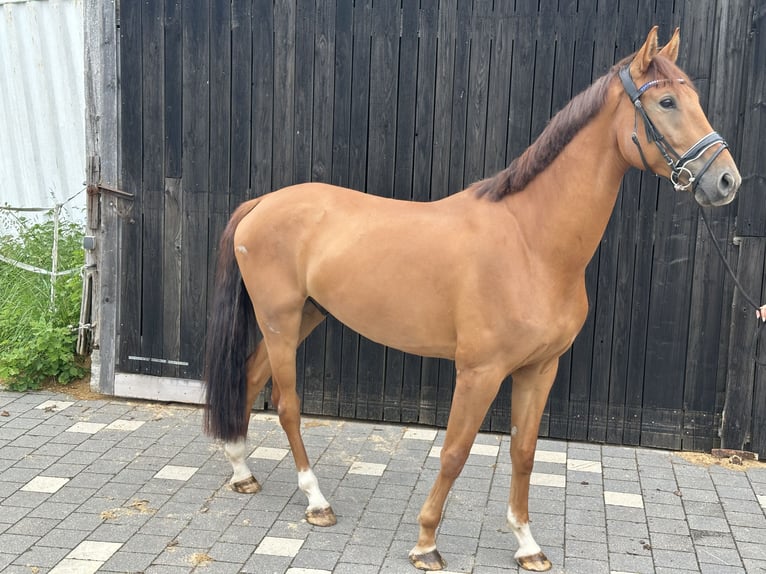 Koń oldenburski Wałach 5 lat 175 cm Kasztanowata in Bodenwöhr