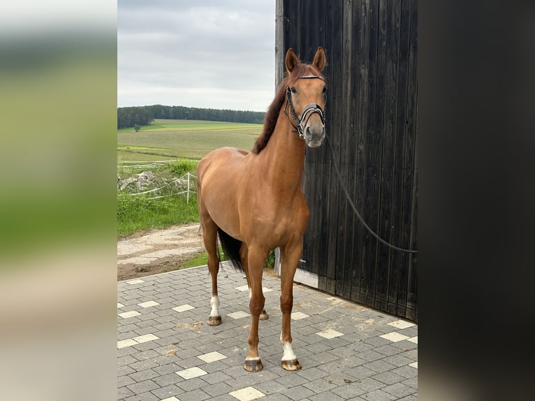 Koń oldenburski Wałach 5 lat 175 cm Kasztanowata in Bodenwöhr