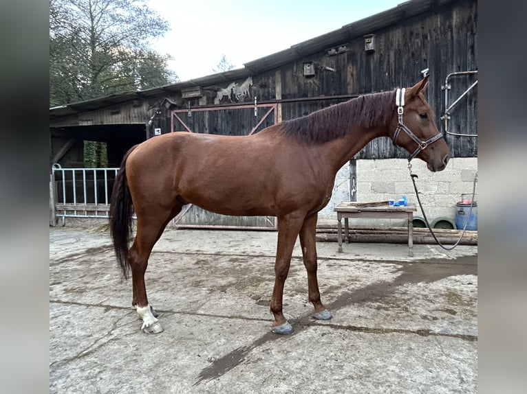 Koń oldenburski Wałach 5 lat 175 cm Kasztanowata in Tannhausen