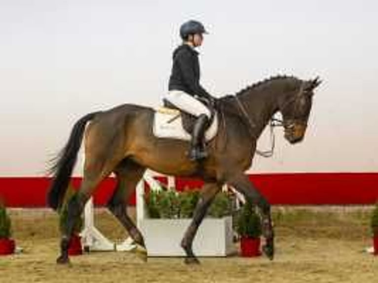 Koń oldenburski Wałach 5 lat 176 cm Gniada in Waddinxveen