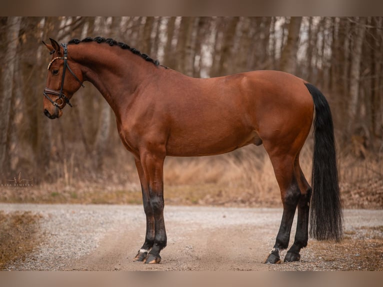 Koń oldenburski Wałach 5 lat 176 cm Gniada in Wehringen