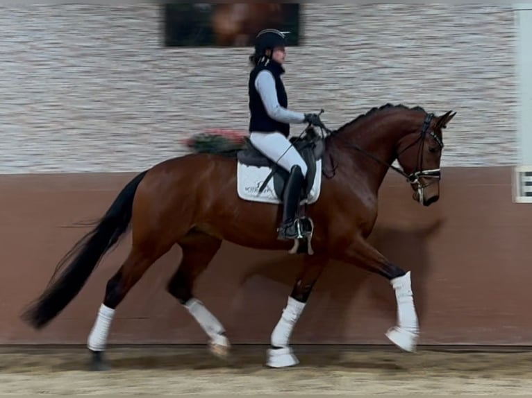 Koń oldenburski Wałach 5 lat 176 cm Gniada in Wehringen